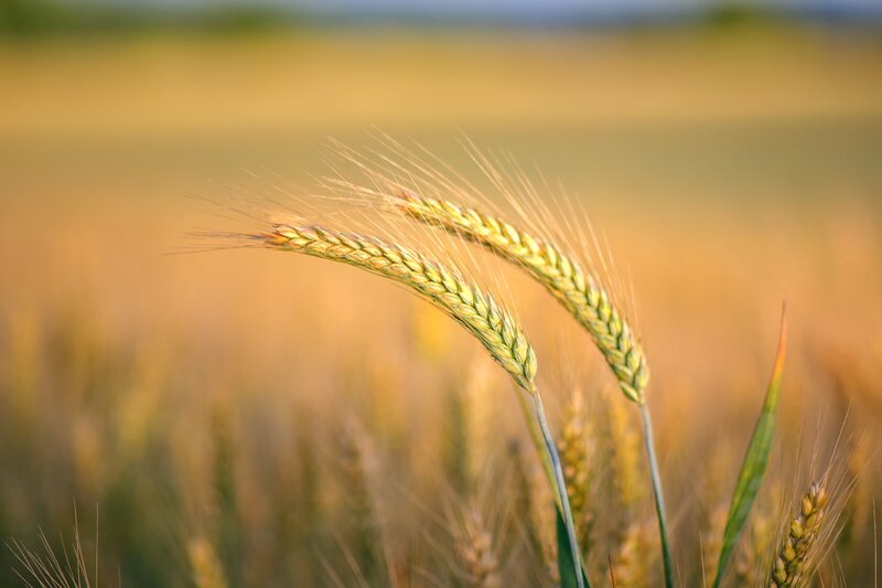 Cumparam terenuri agricole Timis, Arad, Bihor